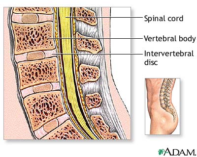 Normal anatomy