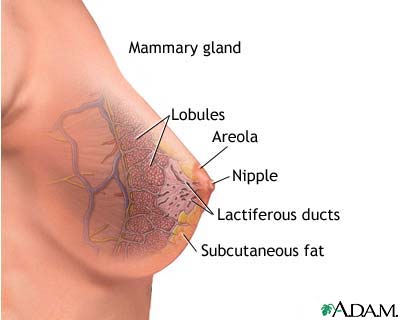 Mammary gland