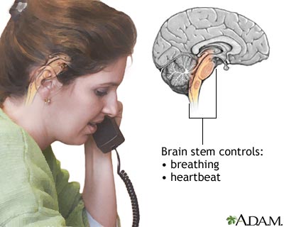 Brainstem function