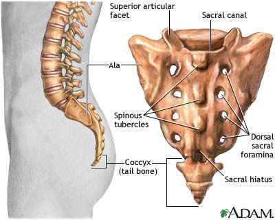 Sacrum