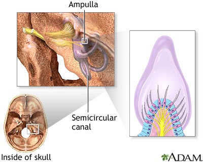 Balance receptors