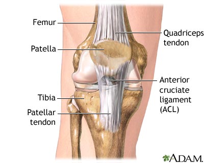 Normal anatomy