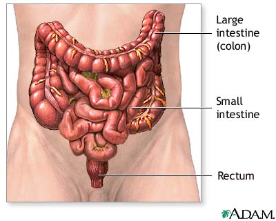 Normal anatomy