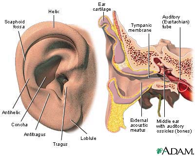 External and internal ear