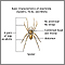 Arachnids, basic features