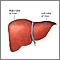 Liver anatomy