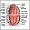 Dental anatomy