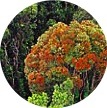 Temperate Broadleaf Thumb