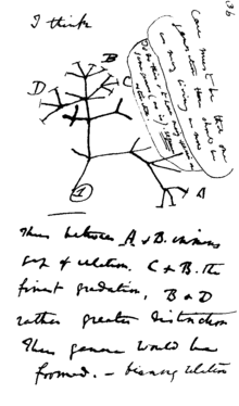 A page of hand-written notes, with a sketch of branching lines.