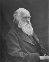 Head and shoulders portrait, increasingly bald with rather uneven bushy white eyebrows and beard, his wrinkled forehead suggesting a puzzled frown