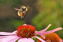 A bumblebee landing on a purple flower