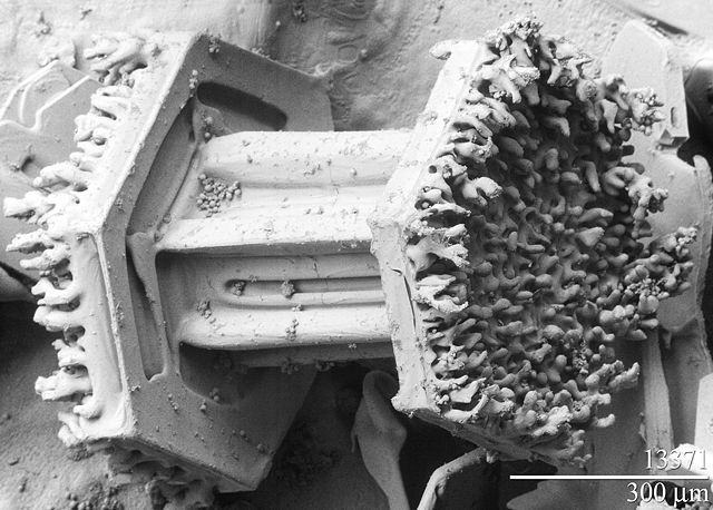 File:Snowflake 300um LTSEM, 13368.jpg