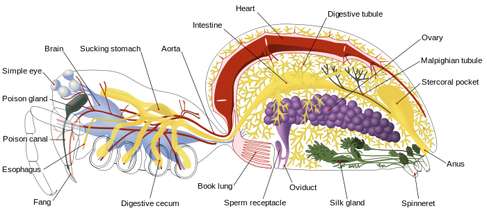 Spider internal anatomy-en.svg