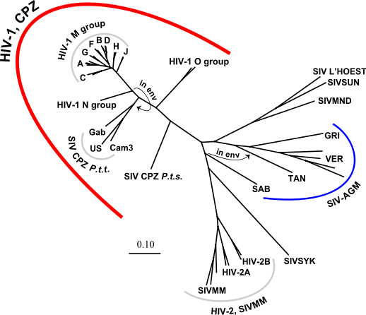 File:HIV-SIV-phylogenetic-tree.svg