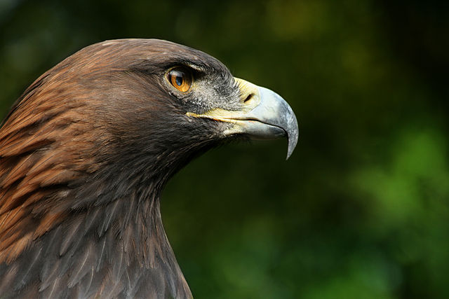 File:Steinadler Aquila chrysaetos closeup2 Richard Bartz.jpg