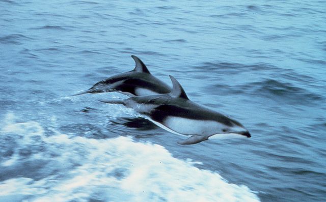 File:PacificWhiteSidedDolphine.jpg