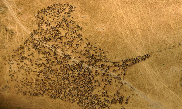 File:Wbeest Mara.jpg