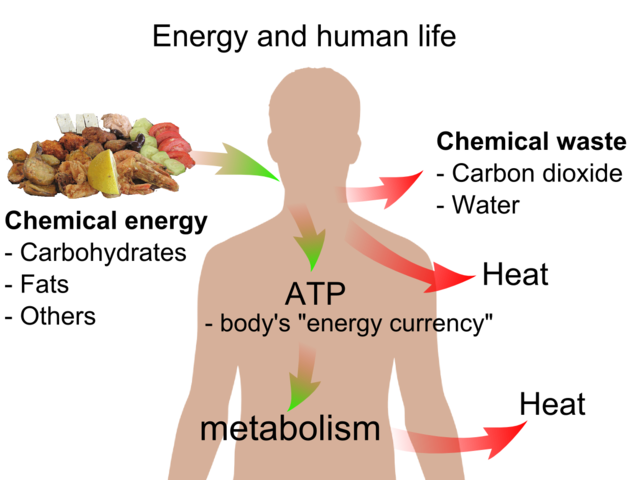 File:Energy and life.png