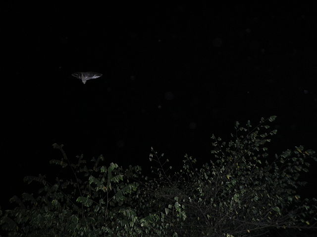 File:Batsnightjf.JPG
