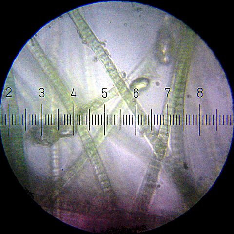 File:20100422 235222 Cyanobacteria.jpg