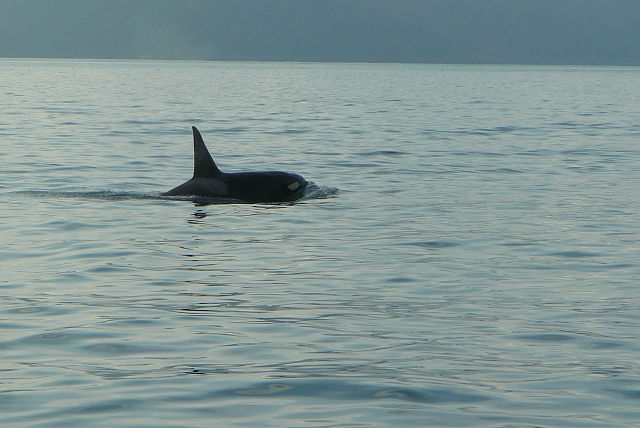 File:AT3.jpg