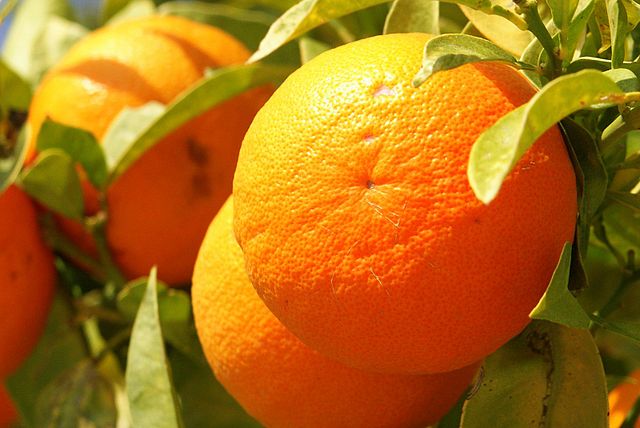 File:„Orange Frucht fruit Cyprus PICT8063.JPG