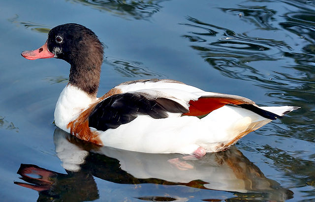File:Tadorna tadorna (aka).jpg