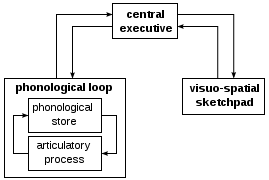 File:Working memory model.svg