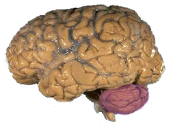 Cerebellum NIH.png