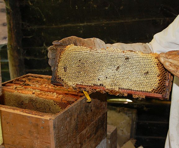 File:Langstroth Frames.jpg