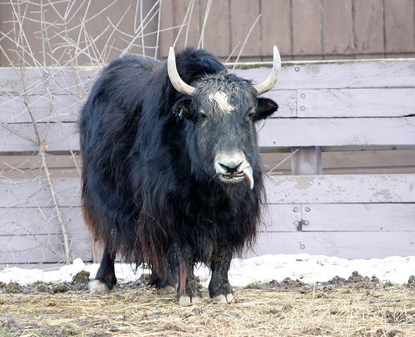 File:Bos grunniens - Syracuse Zoo.jpg