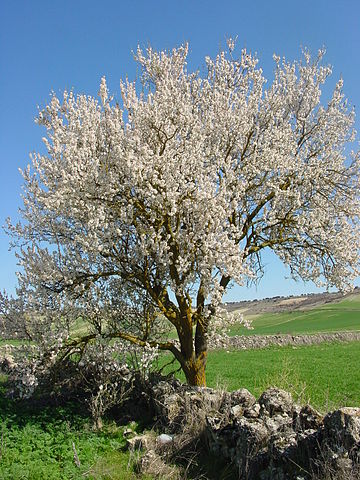 File:Urueña almendro1 lou.jpg