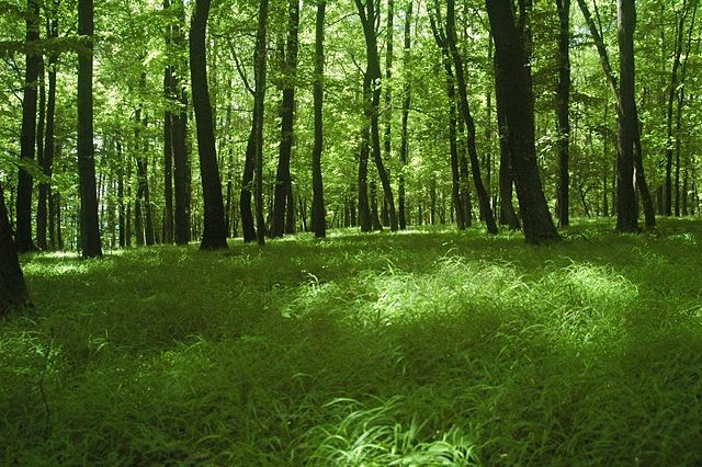 File:Zamcisko les 5.jpg
