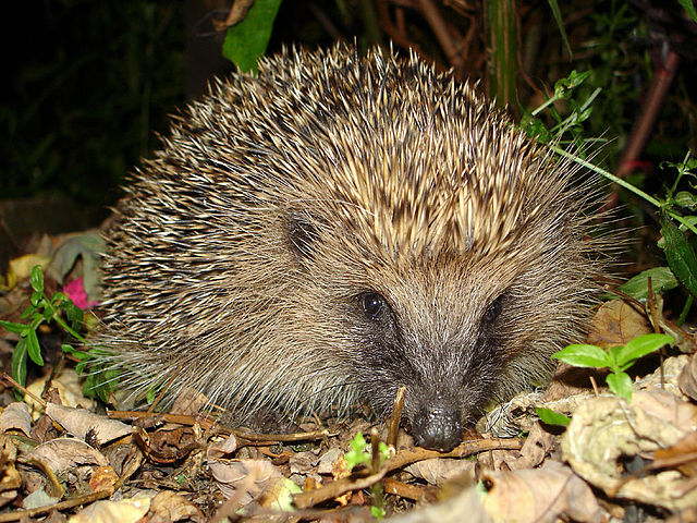 File:Tygertyger hedgehog.jpg