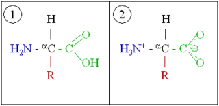 An amino acid, which shown in two ionization states. First, it is shown in the same arrangement as the lead image. This is the unionised form. It is also shown in the ionized form, after the carboxyl group has lost a hydrogen atom, which introduces a negative charge, and the amino group has gained a hydrogen, which introduces a positive charge.