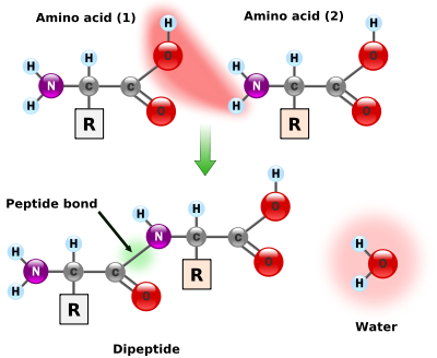 Two amino acids are shown next to each other. One loses a hydrogen and oxygen from its carboxyl group (COOH) and the other loses a hydrogen from its amino group (NH2). This reaction produces a molecule of water (H2O) and two amino acids joined by a peptide bond (-CO-NH-). The two joined amino acids are called a dipeptide.